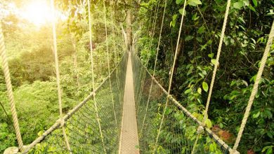 Taman Negara Canopy tour - AllinMam.com