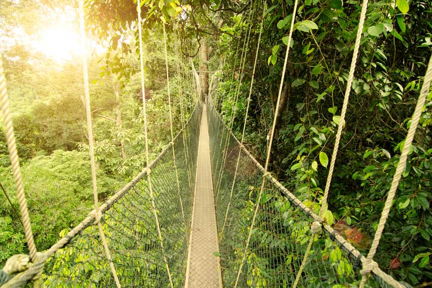 Taman Negara Canopy tour - AllinMam.com