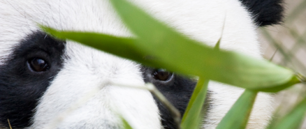 naar china met kinderen, pandabeer