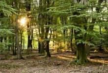 Kamperen op Staatsbosbeheer camping