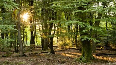 Kamperen op Staatsbosbeheer camping