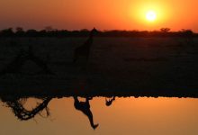 Reis naar Afrika