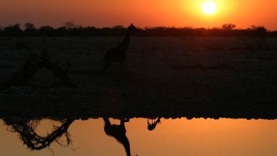 Reis naar Afrika