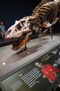 t rex in town naturalis dinosaurus in museum - AllinMam.com