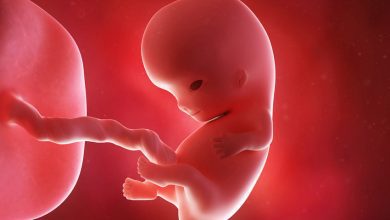 9 weken zwanger; geen embryo meer maar foetus - AllinMam.com