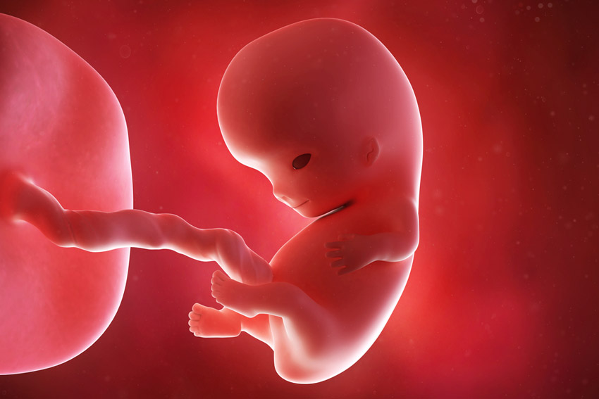 9 weken zwanger; geen embryo meer maar foetus - AllinMam.com