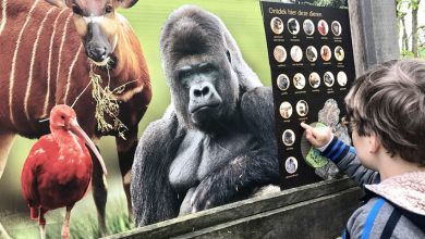 Op safari door de dierentuin met de GaiaZOO app - AllinMam.com