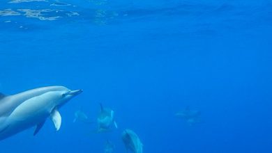 Walvissen en dolfijnen spotten in Madeira archipel - AllinMam.com