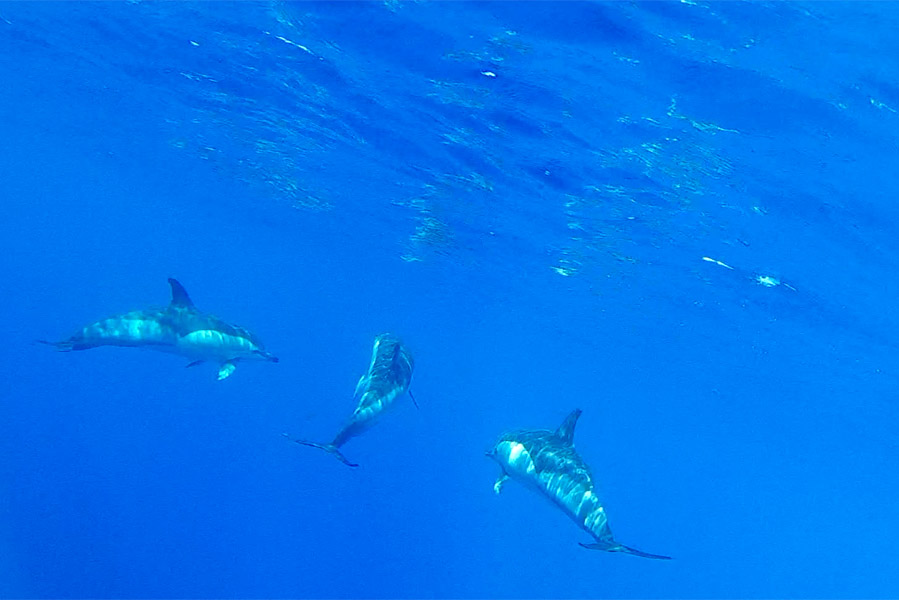 Dolfijnen spotten met Mar Dourado - AllinMam.com