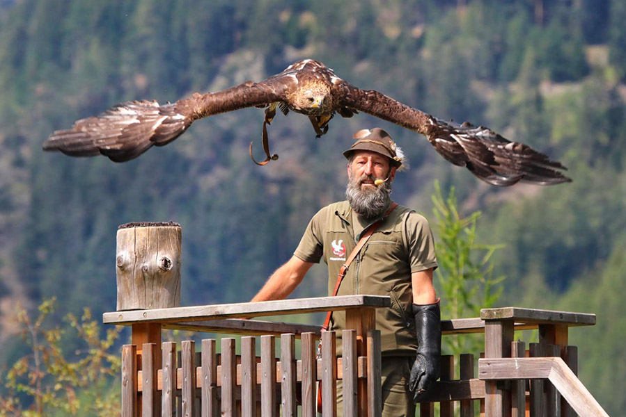 Umhausen Greifvogelpark - Zomervakantie in Niederthai, afgelegen dorpje in Ötztal - AllinMam.com