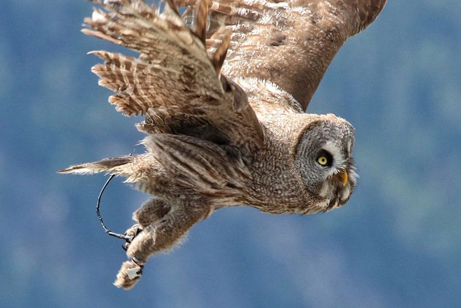 Umhausen Greifvogelpark - Zomervakantie in Niederthai, afgelegen dorpje in Ötztal - AllinMam.com