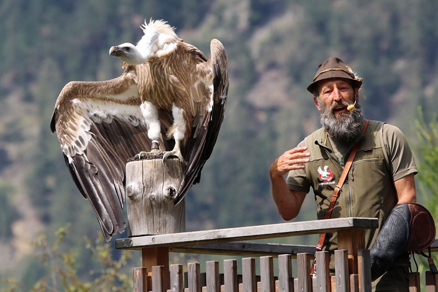 Umhausen Greifvogelpark - Zomervakantie in Niederthai, afgelegen dorpje in Ötztal - AllinMam.com