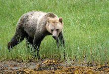 Grizzly's spotten in Canada - AllinMam.com