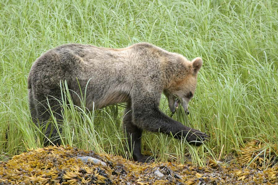 grizzly's spotten in knight inlet met tiderip - AllinMam.com