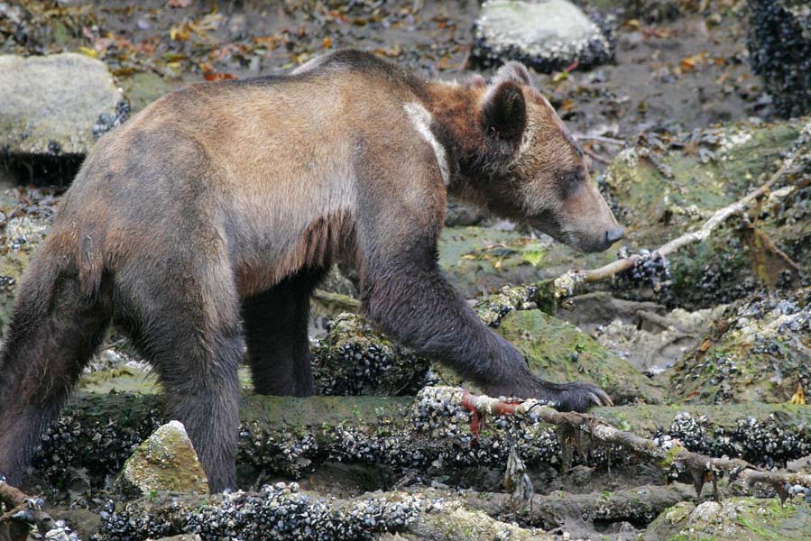 grizzly's spotten in knight inlet met tiderip - AllinMam.com