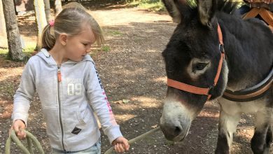 Wandelen met een ezel in Noord-Limburg - AllinMam.com