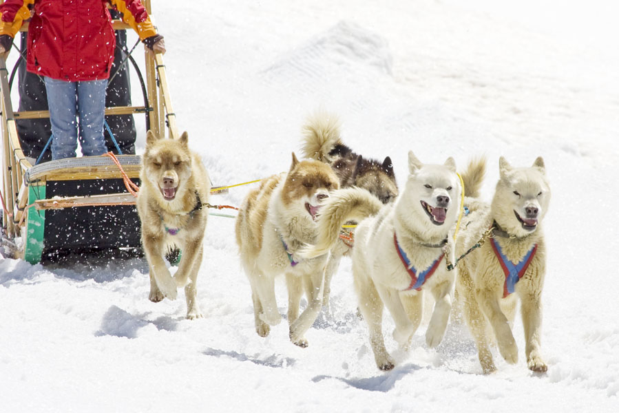 Dogsledding - AllinMam.com