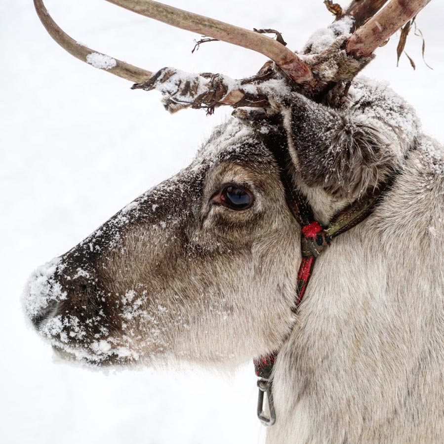 Rendieren in Finland - AllinMam.com