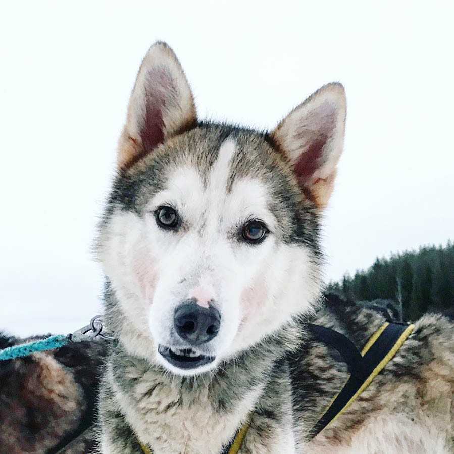 Husky sledding - AllinMam.com