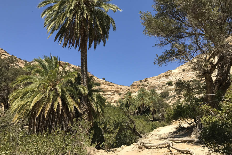 Palmtrees in Martsalo gorge - AllinMam.com