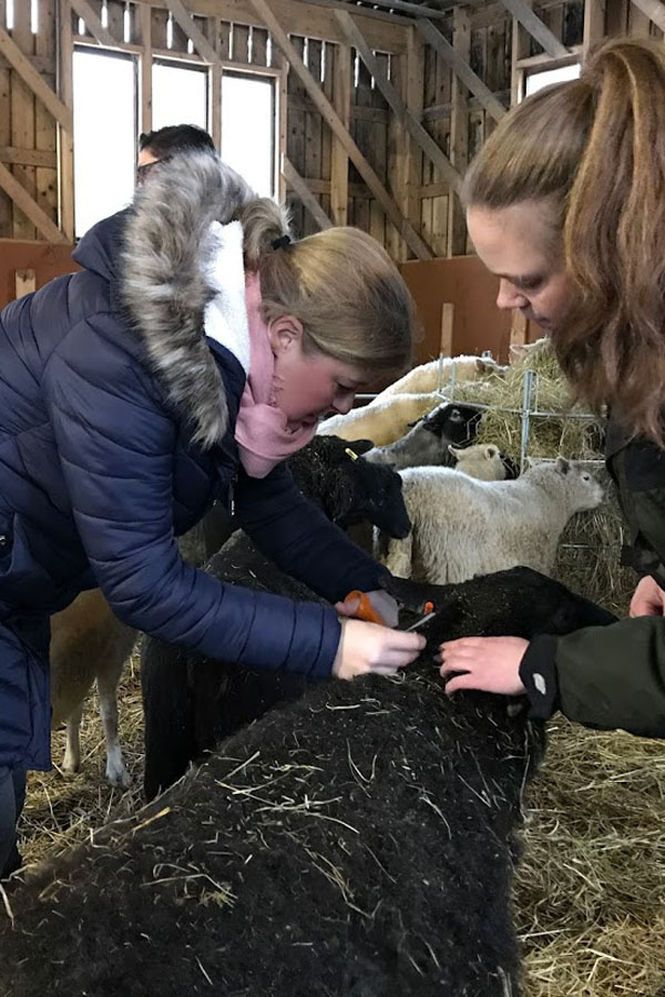 helpen op schapenfarm in Finland - AllinMam.com