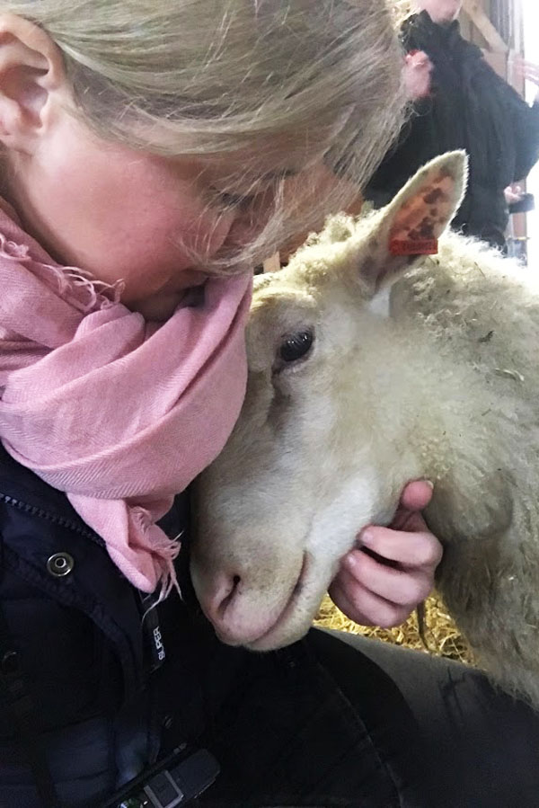 knuffelen met schapen in Finland - AllinMam.com