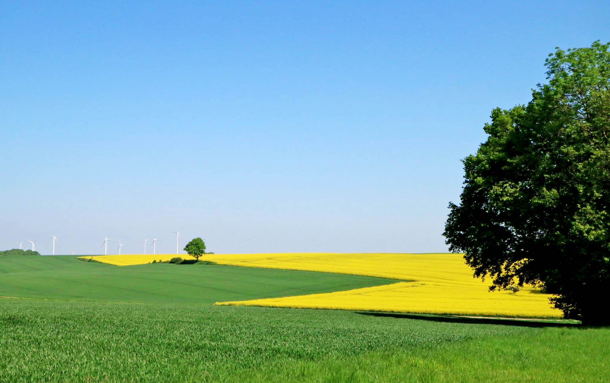 Velden met koolzaadbloemen in Noord-Frankrijk - AllinMam.com