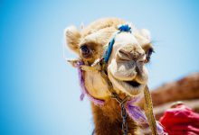 Tips voor een vakantie naar Egypte - AllinMam.com