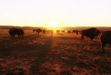 Slapen tussen de bisons op Le Ranch des Bisons - AllinMam.com
