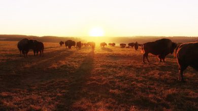 Slapen tussen de bisons op Le Ranch des Bisons - AllinMam.com