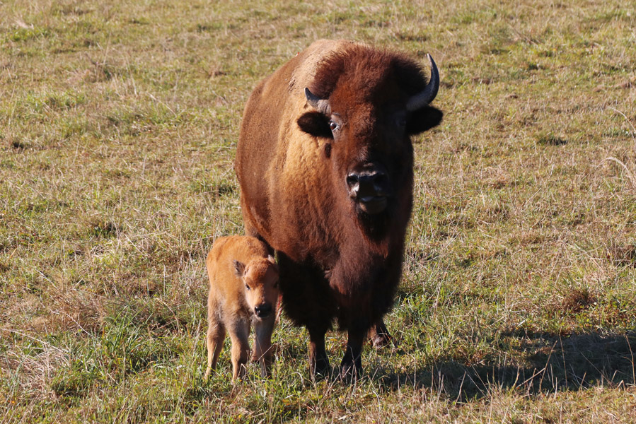 Le Ranch des Bisons: slapen tussen de bisons - AllinMam.com