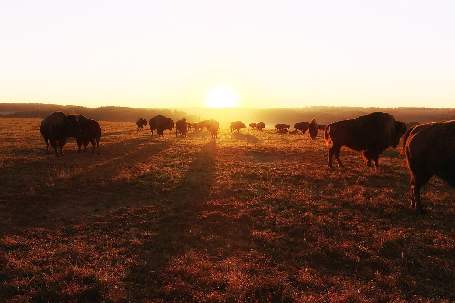 Slapen tussen de bisons op Le Ranch des Bisons - AllinMam.com