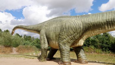 Givskud Zoo en dinopark in Deens Jutland - AllinMam.com