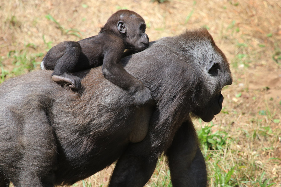 Givskud Zoo en dinopark in Deens Jutland - AllinMam.com