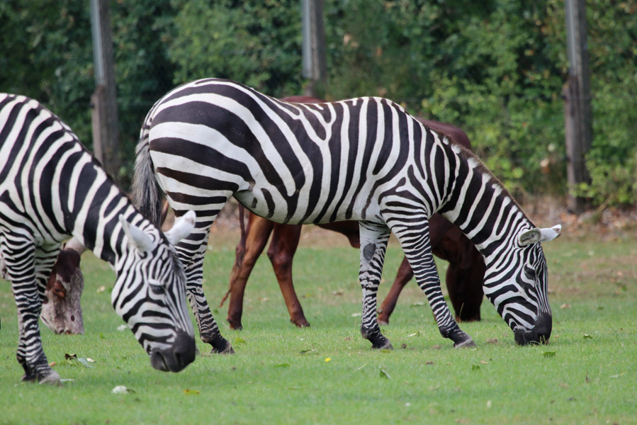 Givskud Zoo en dinopark in Deens Jutland - AllinMam.com