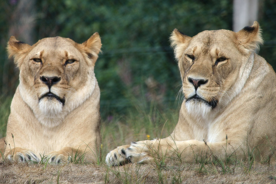 Givskud Zoo en dinopark in Deens Jutland - AllinMam.com