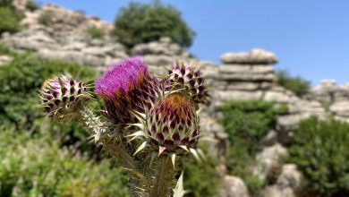 Torcal de Antequera El Torcal Twee wandelingen in Málaga die je zou moeten lopen - AllinMam.com
