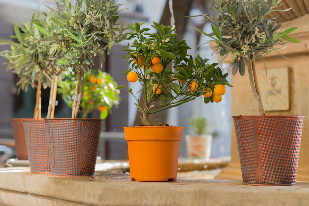 Vier leuke fruitbomen voor binnen - AllinMam.com