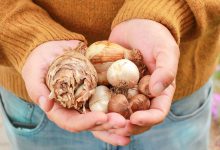 Tips voor bloembollen planten in de tuin - AllinMam.com