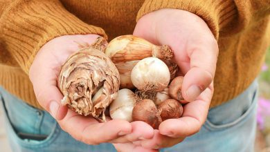 Tips voor bloembollen planten in de tuin - AllinMam.com