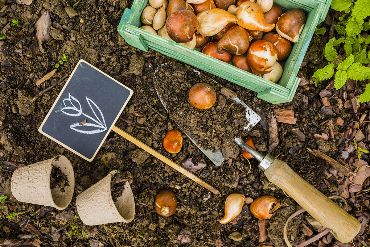 Bloembollen planten kan overal! - AllinMam.com