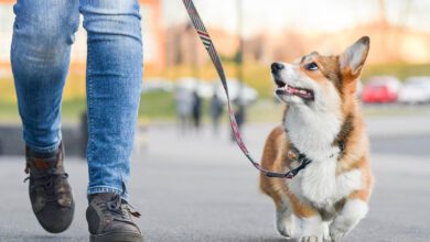 Het beste voer voor jouw hond - AllinMam.com