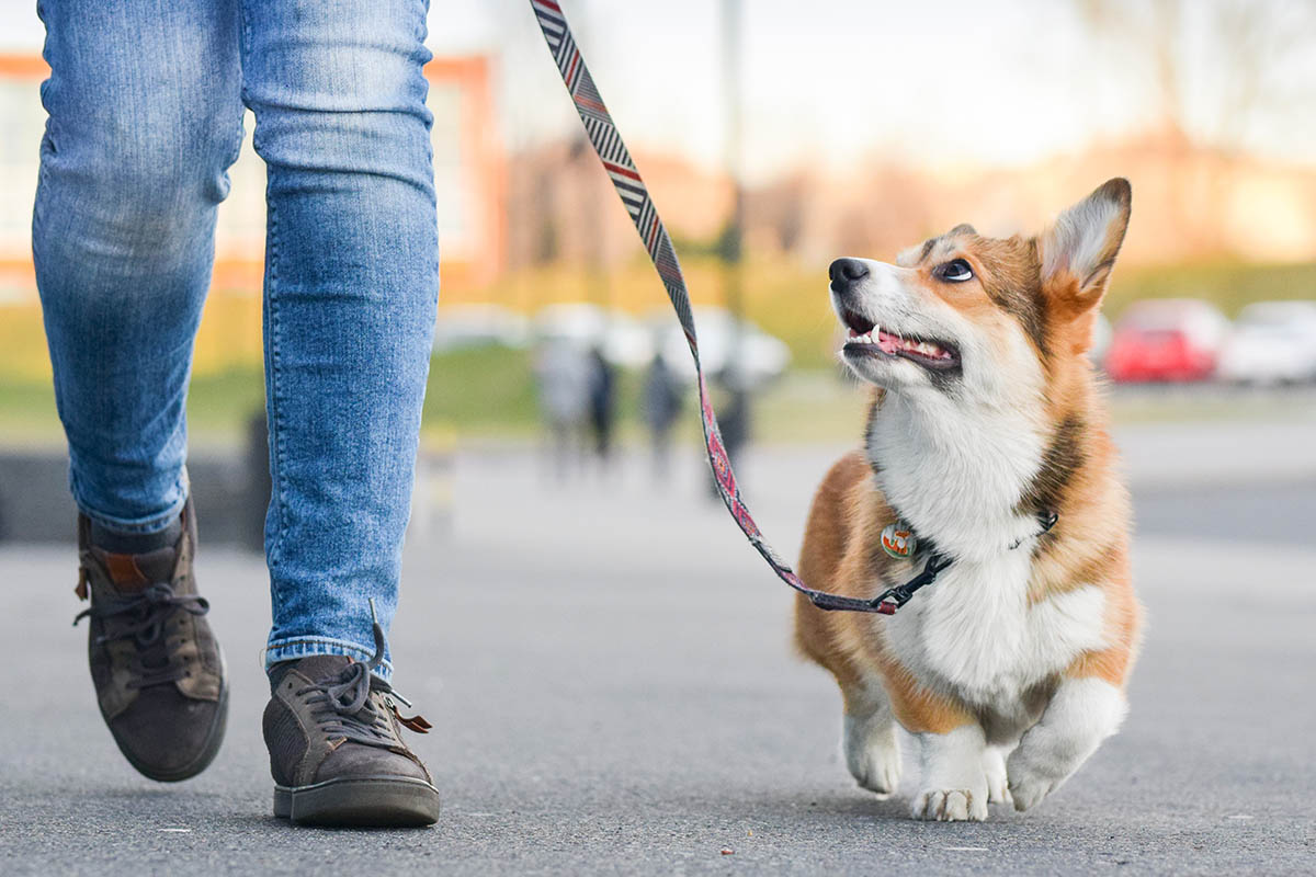 Het beste voer voor jouw hond - AllinMam.com