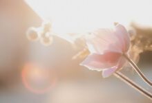 Ontzorgen met de juiste uitvaartverzekering tips - AllinMam.com