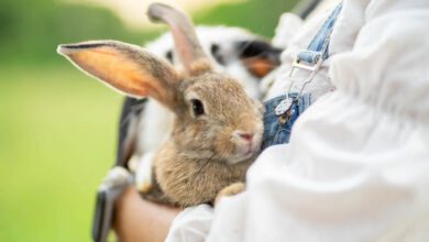 Het belang van beweging voor het welzijn van je huisdier - AllinMam.com